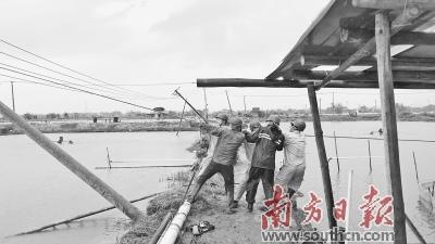 中国侨网顺德供电局抢修人员合力抢修倾倒的电杆。 佛山供电局供图