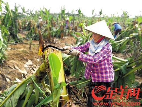 中国侨网中秋之日,金羊网记者在灾情严重的台山海宴镇洪发村看到农人挥镰劳作的不屈身影