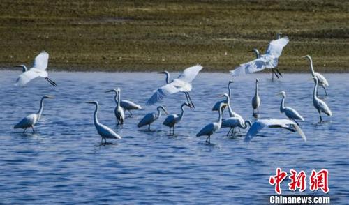 中国侨网10月中旬，成群白鹭在敦煌古阳关下的渥洼池内飞舞。　王斌银　摄