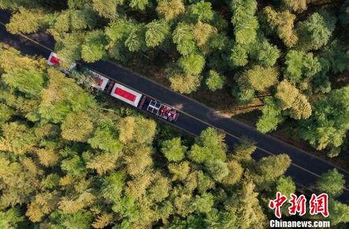 中国侨网小火车从竹海中驶过。　泱波　摄