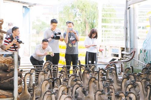 中国侨网古井烧鹅所用的鹅种——乌鬃鹅引起了记者们的兴趣。