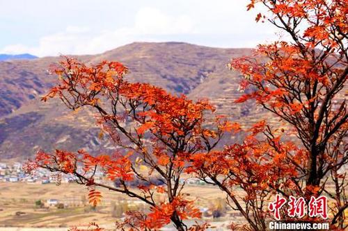 中国侨网10月下旬，甘肃中部定西市岷县境内山乡，景色正美。　马万安　摄