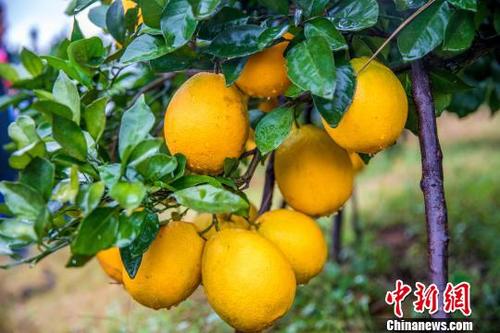 中国侨网11月16日，江西赣州安远县一脐橙基地，脐橙飘香，金黄个大的脐橙挂满山头静待采摘。　孙磊　摄
