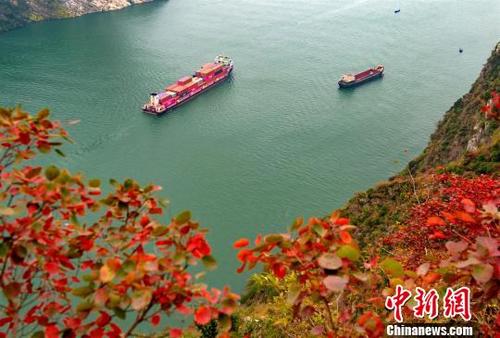 中国侨网船舶穿行在长江三峡西陵峡。　雷勇　摄