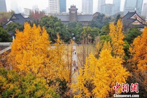 中国侨网金色的银杏树挺拔在校园内。　泱波　摄