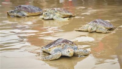 中国侨网海龟从沙滩奔向大海。 本报记者 袁琛 摄