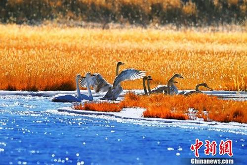 中国侨网图为一群天鹅在格尔木湿地游荡。　祝桂福　摄