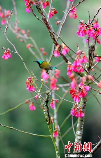 中国侨网“叉尾太阳鸟”栖于粉色花丛间。　张金川　摄
