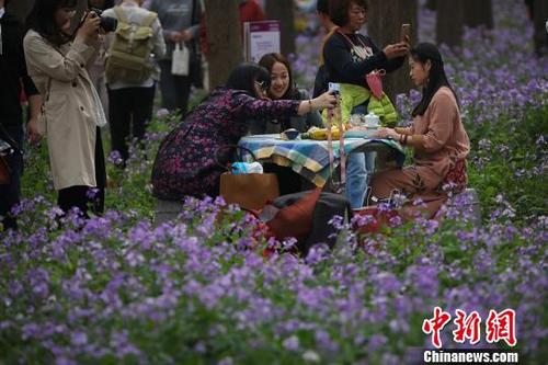 中国侨网民众在“二月兰”中间的道路上休闲。　泱波　摄