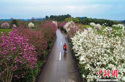 中国侨网3月16日，在南昌县凤凰沟景区内，游客在花海中徜徉，尽情享受春天春花的味道。　鲍赣生　摄