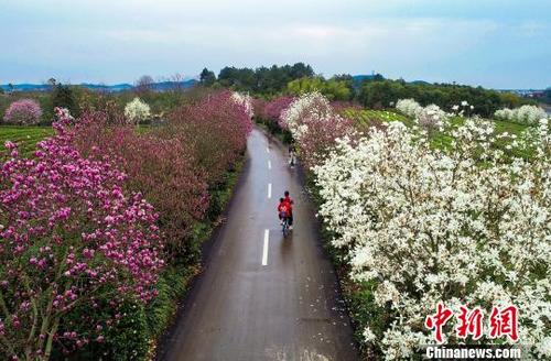 中国侨网3月16日,在南昌县凤凰沟景区内,游客在花海中徜徉,尽情享受春天春花的味道。 鲍赣生 摄