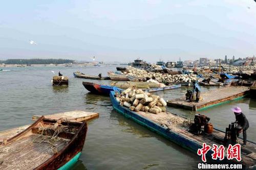 中国侨网水产养殖业和海洋捕捞业是梅岭镇的主要支柱产业。张金川　摄
