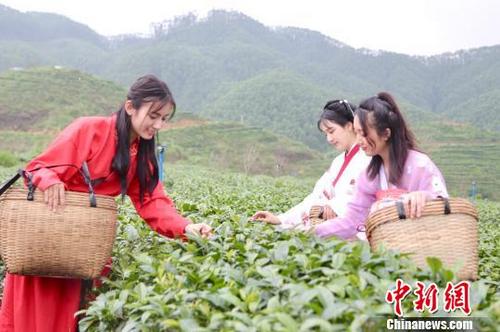 中国侨网粤侨乡举行春茶开采仪式 谭家富 摄
