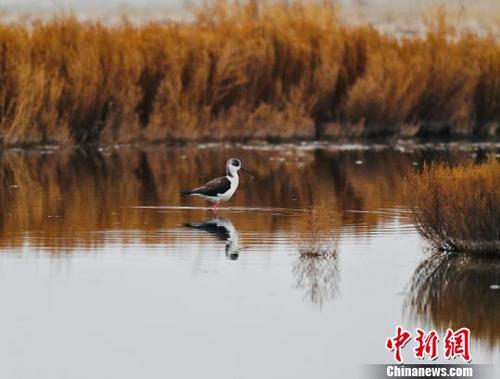 中国侨网黑翅长腿鹬宛若处子静静站在水中央。 额丽其格 摄