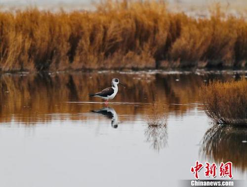 中国侨网黑翅长腿鹬宛若处子静静站在水中央。　额丽其格　摄