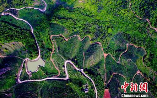 中国侨网4月25日,航拍江西省赣州市上犹县油石乡大小元梅岭茶叶基地 。 刘占昆 摄
