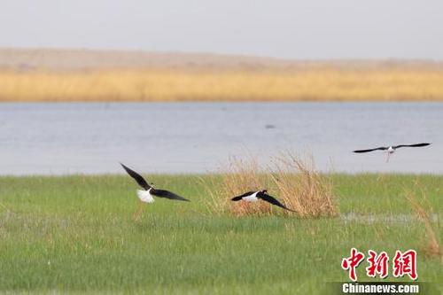 中国侨网5月初，位于甘肃张掖市肃南裕固族自治县明花乡境内的湖泊水波荡漾、植株吐绿，水鸟翩翩起舞。　钟晓亮　摄