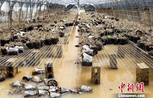 中国侨网图为连城揭乐乡连天福铁皮石斛种植基地受灾严重。 黄水林 摄