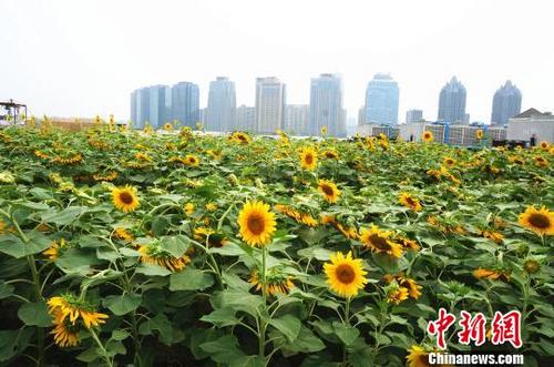 中国侨网3000余平方米盛放的向日葵如梵高画作再现。　韩章云　摄