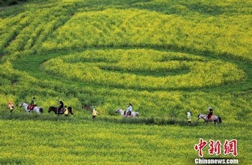 中国侨网图为大片花田构成了“笑脸”的图案。　张渊　摄