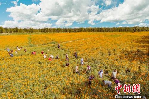 中国侨网莎车县万寿菊种植面积就达到13万亩，带动种植户6万多户。　钟欣　摄