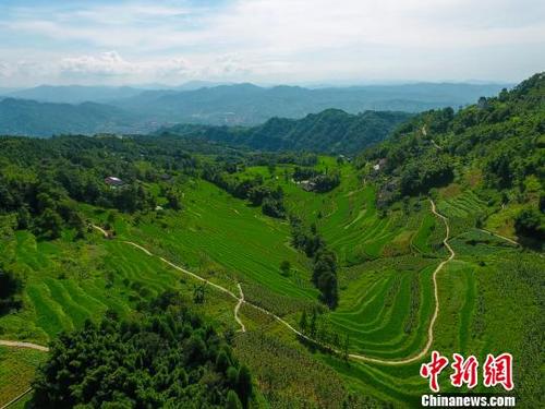 中国侨网四川省泸州市叙永县叙永镇百花村的万亩丹山梯田。 李欣 摄