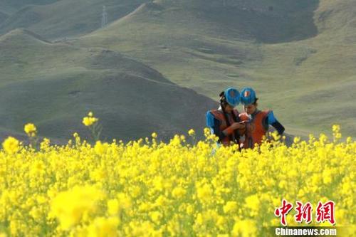 中国侨网 8月是新疆最美的季节，每年7月上旬到8月上旬，巴音布鲁克草原的油菜花烂漫盛开,金黄色的油菜花成为巴音布鲁克草原一道怡人的景色。　陶拴科　摄