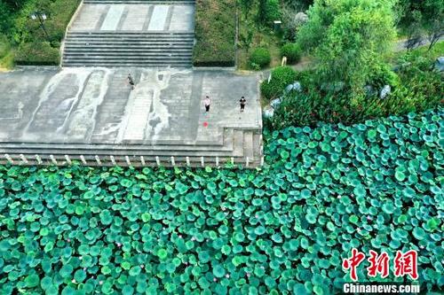中国侨网8月15日，在江西省新干县青铜公园湖内，翠绿的荷叶间荷花娇艳绽放。　李福孙　摄