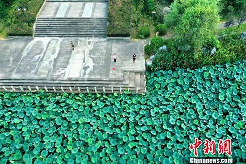 中国侨网8月15日,在江西省新干县青铜公园湖内,翠绿的荷叶间荷花娇艳绽放。 李福孙 摄