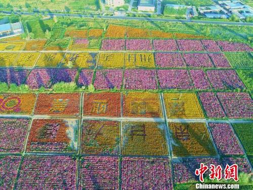 中国侨网航拍甘肃张掖市区北郊的百亩花海。　成林　摄