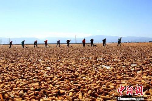 中国侨网仲秋时节，农民在张掖黑河岸边的晒场翻晒制种玉米。　陈礼　摄