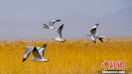 中国侨网10月2日，位于甘肃省酒泉市阿克塞哈萨克族自治县境内的海子草原湿地湖泊中，成百上千的鸥鸟停留在这里觅食嬉戏。　高宏善　摄