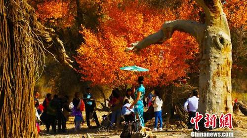 中国侨网金色胡杨吸引诸多游客在树下拍照。　王小军　摄