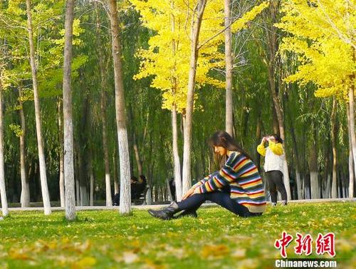 中国侨网深秋时节,兰州理工大学西校区银杏林地上黄叶已铺满,景色美的