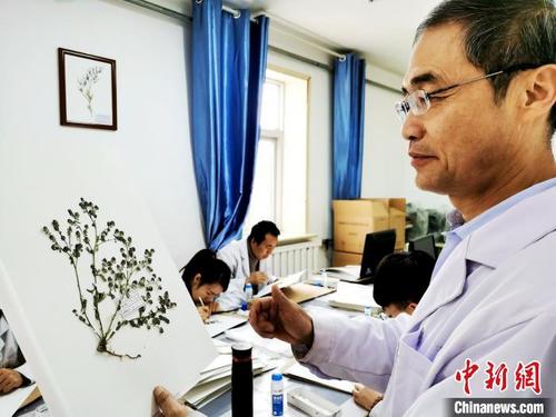 中国侨网图为青海省中医药研究院专家贾守宁展示药用植物标本。　张添福　摄