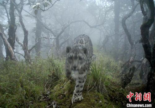 中国侨网红外相机拍摄到的雪豹影像。卧龙保护区管理局供图