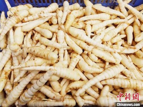 中国侨网剥衣冲洗干净的吉苓薯　李晓春　摄