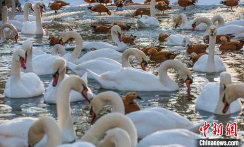 中国侨网12月26日，天气晴朗，新疆玛纳斯湿地公园候鸟戏水，场面壮观。　刘新民　摄