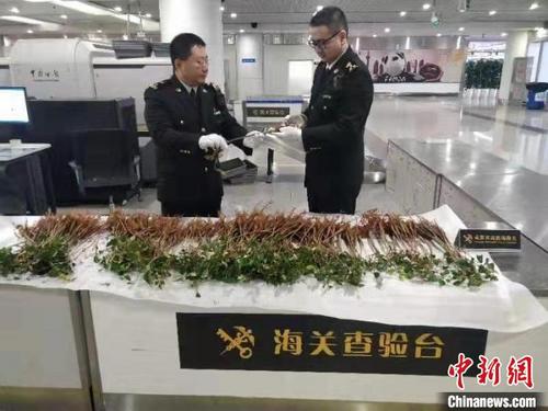 中国侨网成都海关所属双流机场海关旅检关员查获的种苗。成都海关供图