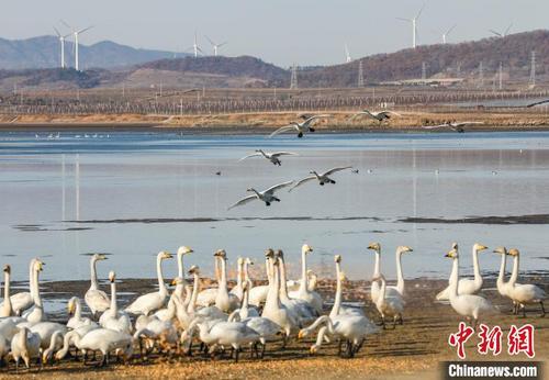 中国侨网2月23日，在山东省荣成市大天鹅自然保护区、烟墩角村等区域，大天鹅正在练飞，为回迁做准备。　李信君　摄