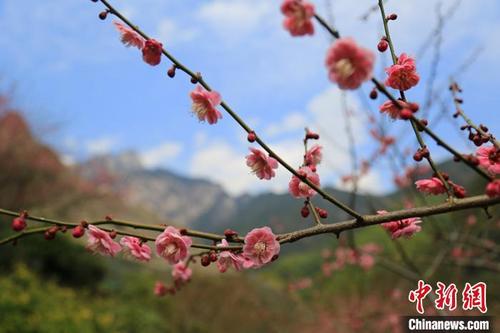 中国侨网黄山花谷梅花盛开。　张涛　摄