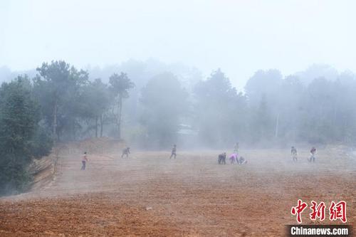 中国侨网  图为农民们正在土地里忙碌栽种葡萄苗。　陈超　摄