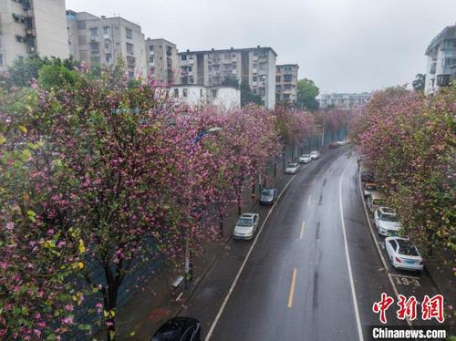中国侨网道路两旁的洋紫荆花已经盛开。　王以照　摄