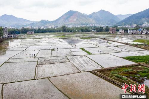 中国侨网图为无人机航拍农民在田间忙着抛秧插秧。　何华文　摄