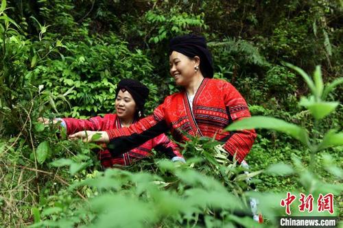 中国侨网3月24日，在广西龙胜各族自治县江底乡建新村，村民在采摘用于制作五色糯米饭的植物原料。　吴生斌　摄