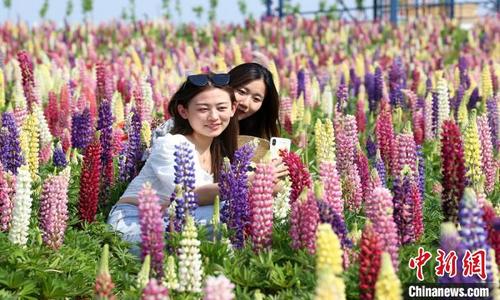 中国侨网游客徜徉花海中，纷纷拿起相机拍照留念。钟学满摄