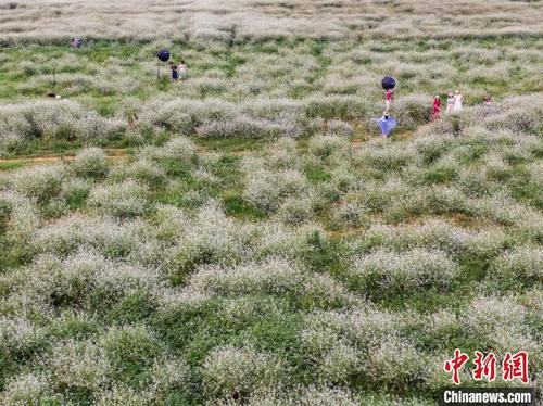 中国侨网民众相互之间保持距离在花田中拍照赏花。 王以照 摄