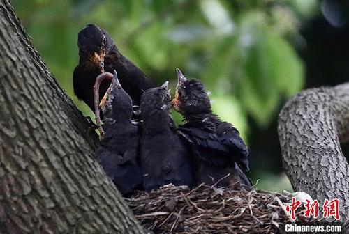 中国侨网觅食归来的乌鸫在巢里给幼鸟喂食。　泱波　摄