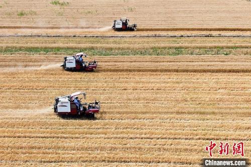 中国侨网工作人员驾驶农机穿梭在田间收割。　泱波　摄