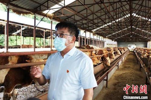 中国侨网卢宏在肉牛养殖厂内（王博慧 摄）